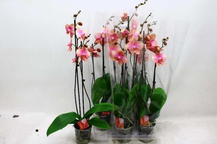 <h4>PHAL OV ORANJE</h4>