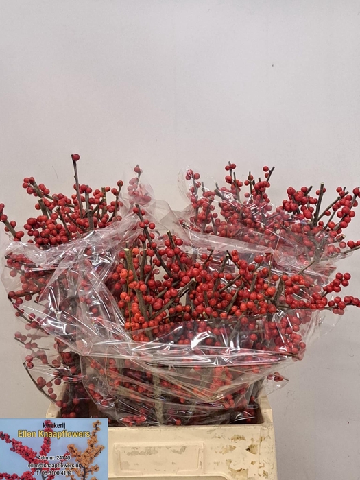 <h4>ILEX VE RODE BES</h4>