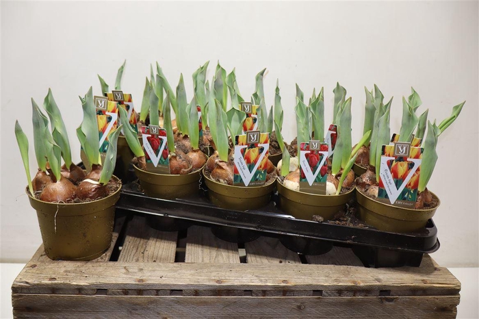 <h4>Tulp Gemengd</h4>