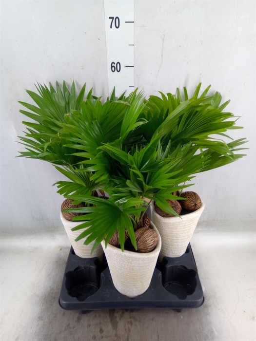 <h4>Livistona rotundifolia</h4>