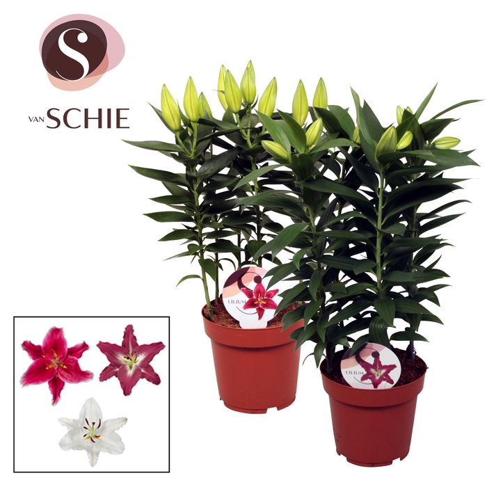 <h4>Lilium Oriental Mix 19cm</h4>