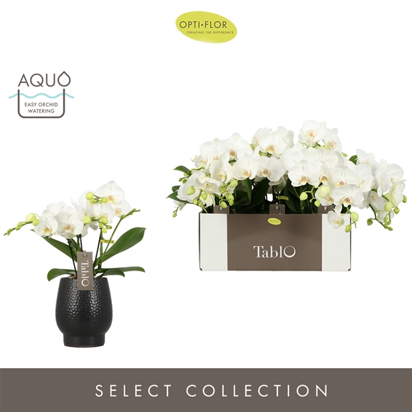 <h4>Tablo Champagne 3 spike in Abruzzo Black Aquo</h4>
