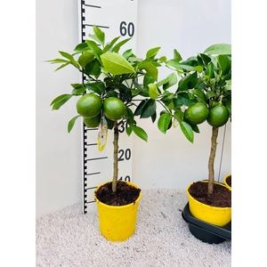 Citrus meyeri Lemon on stem