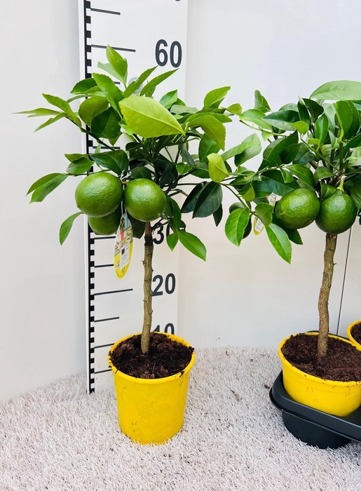 <h4>Citrus meyeri Lemon on stem</h4>