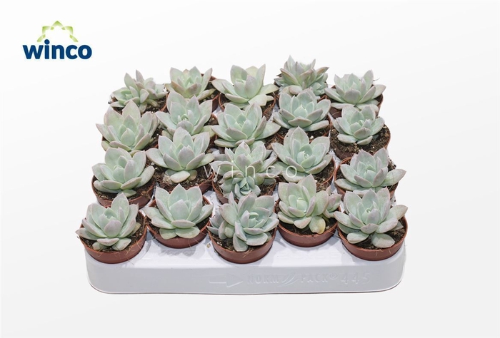 <h4>Echeveria Blue Lotus</h4>