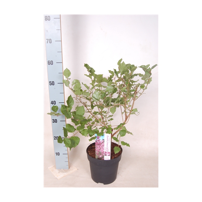 <h4>Syringa Pink Perfume 40-50 C3</h4>