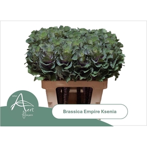BRASS EMPIRE KSENIA