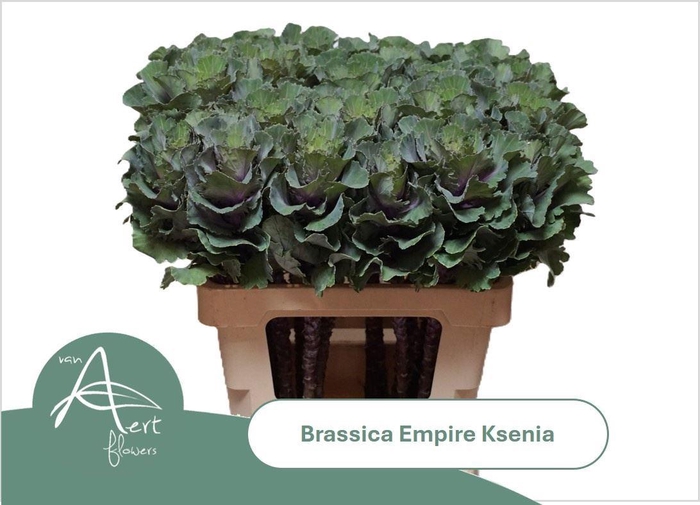<h4>BRASS EMPIRE KSENIA</h4>