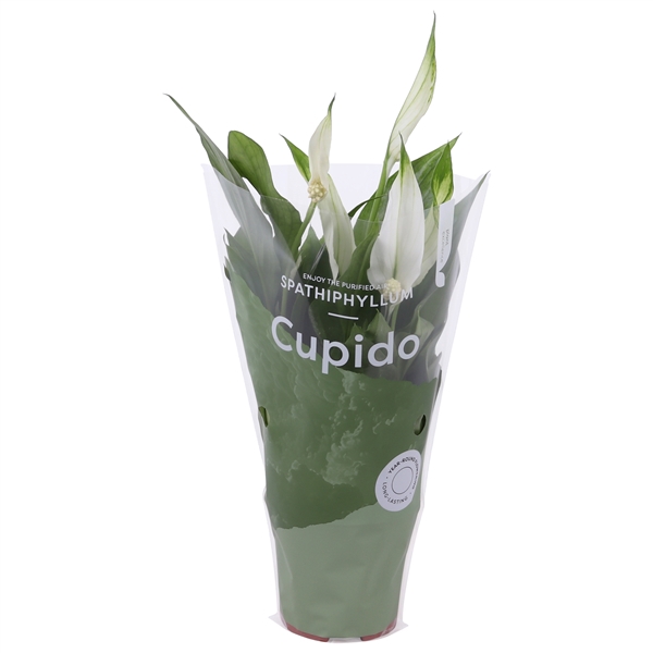 <h4>Spathiphyllum Cupido 7cm in Cupido hoes</h4>