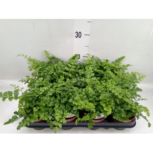 Asplenium  'Parvati'