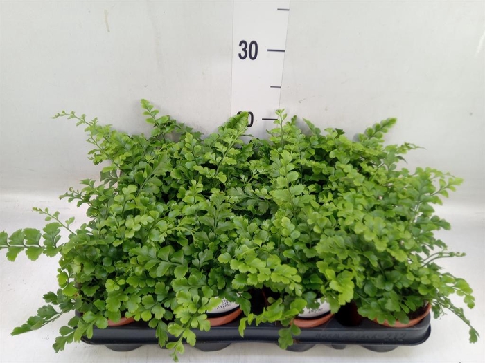 <h4>Asplenium  'Parvati'</h4>