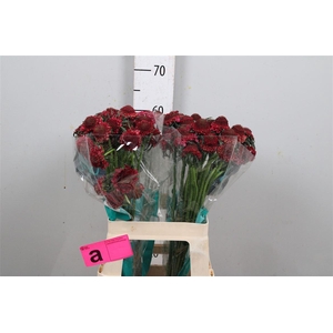 Scab At D Cherry Scoop