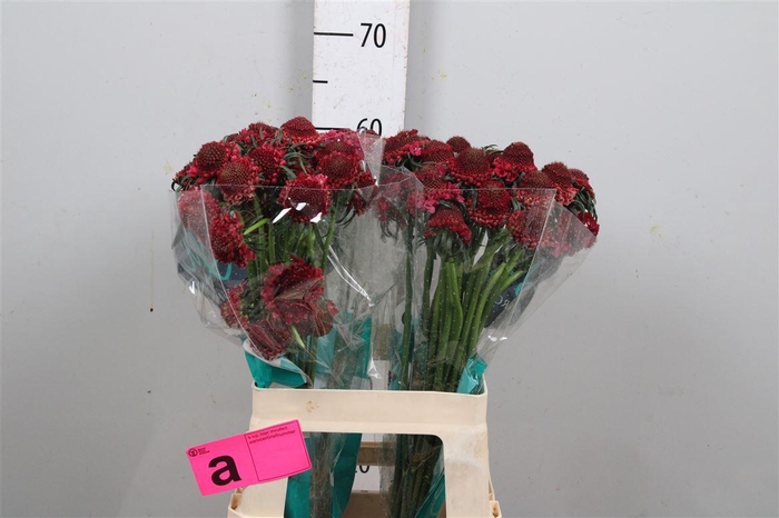 <h4>Scab At D Cherry Scoop</h4>