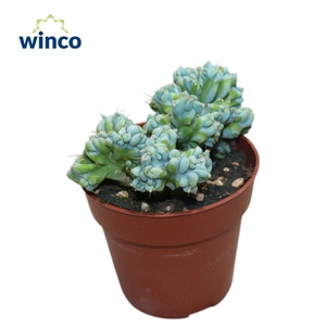 Myrtillocactus Geometrizans Cristata