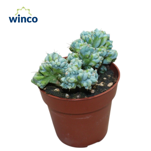 <h4>Myrtillocactus Geometrizans Cristata</h4>