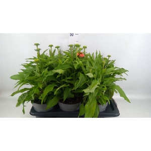 Echinacea   ...