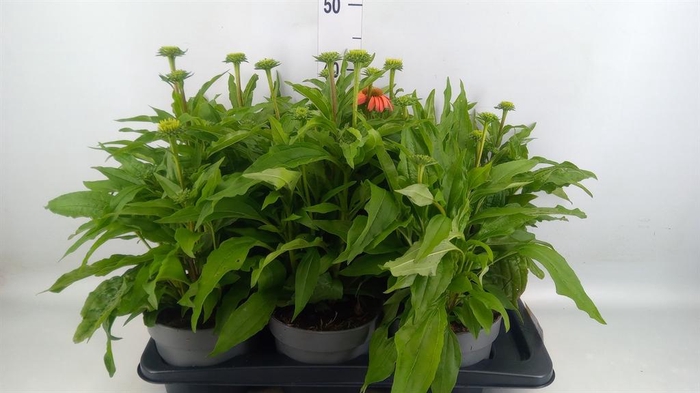 <h4>Echinacea   ...</h4>