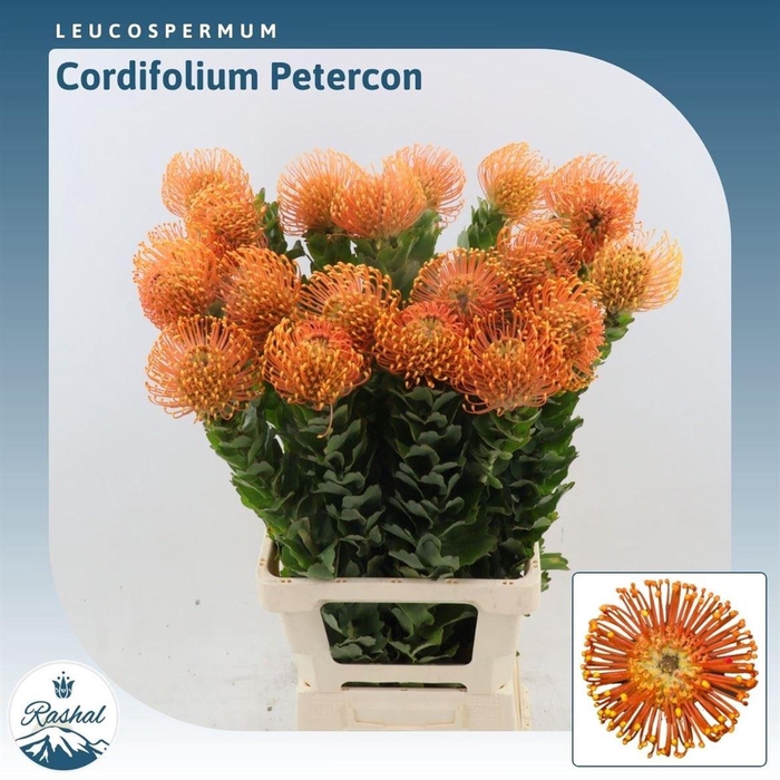 <h4>Leucospermum Peter Cone</h4>