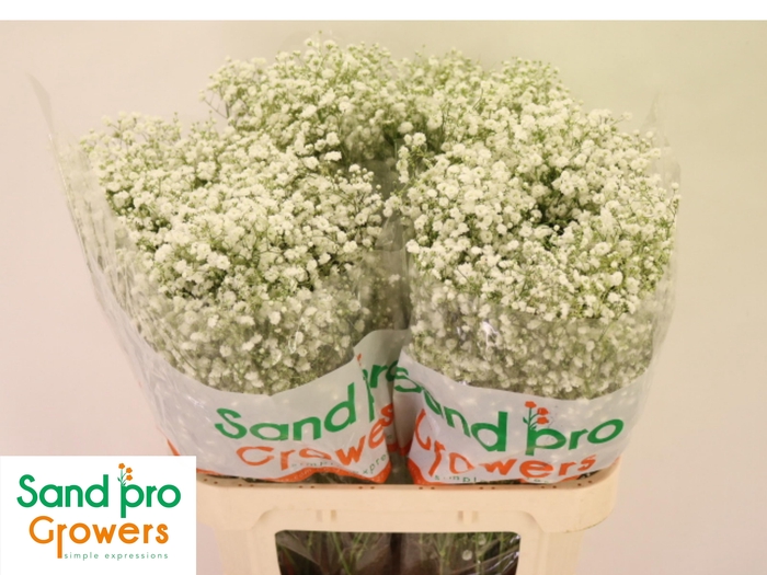 <h4>GYPS PA XLENCE</h4>