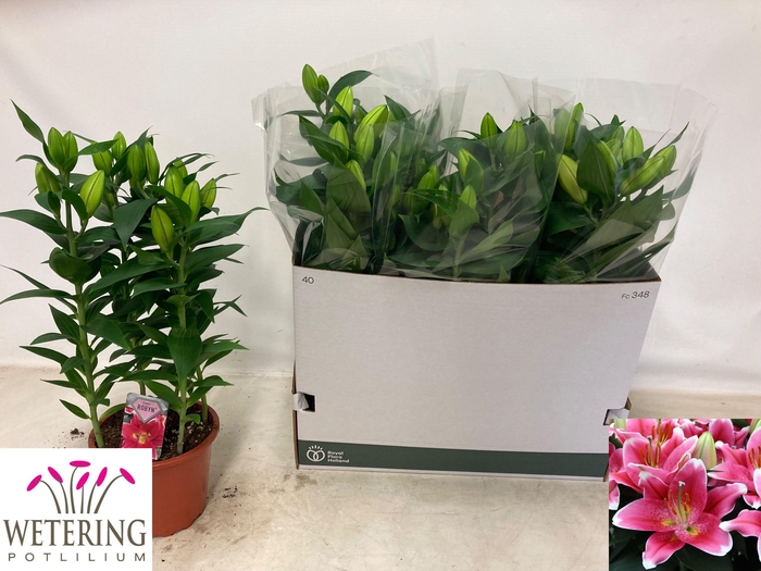 <h4>LIL OR SUNNY ROBYN</h4>