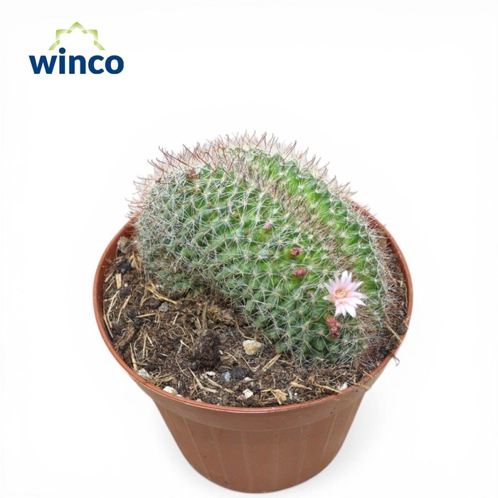 <h4>Lobivia Densispina Cristata</h4>