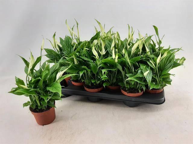 <h4>SPATH CHOPIN</h4>