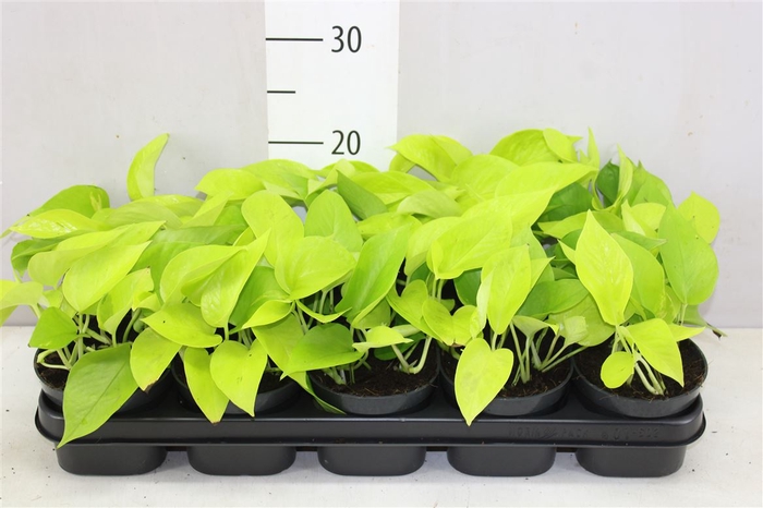 <h4>Epipremnum Golden Pothos</h4>