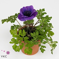 Anemone cor. 'Mona Lisa Deep Blue'