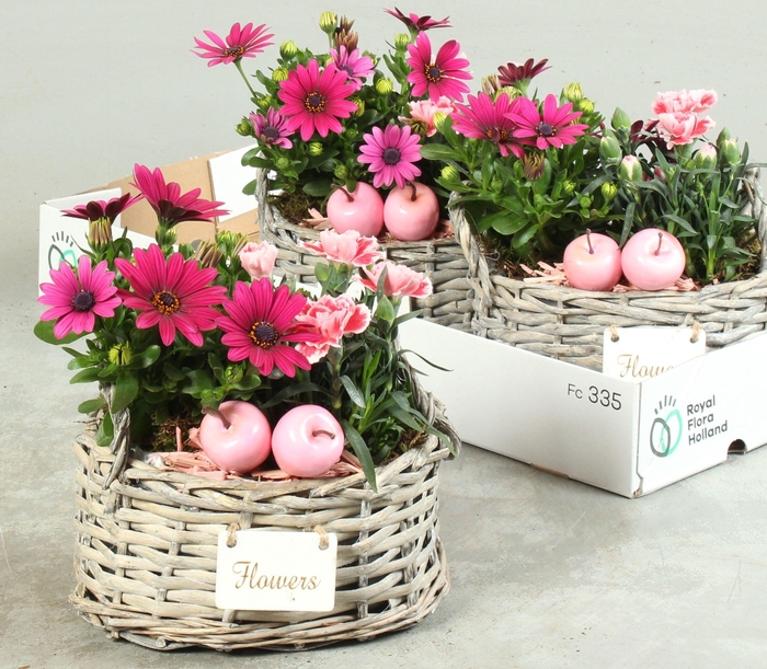 <h4>ARR TUINPLANTEN</h4>