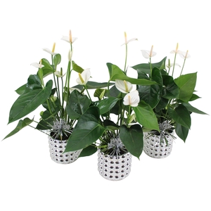 Anthurium XL.33 Ballerina White 12cm in zilveren keramieken pot met Happy New Year bijsteker