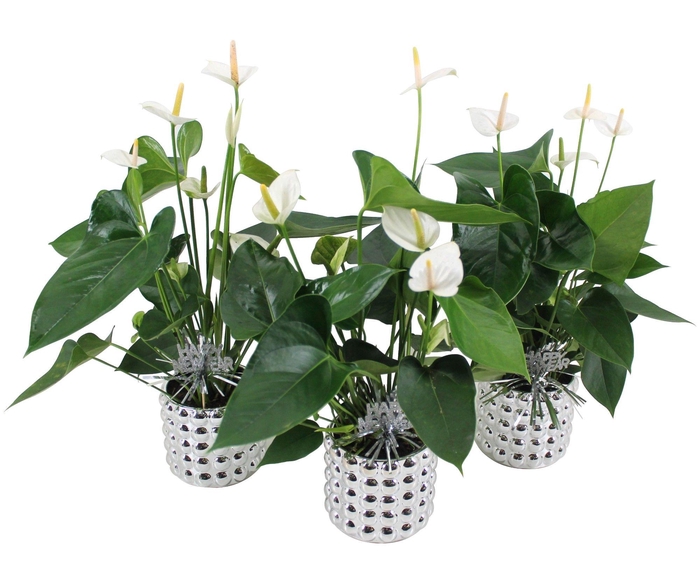 <h4>Anthurium XL.33 Ballerina White 12cm in zilveren keramieken pot met Happy New Year bijsteker</h4>