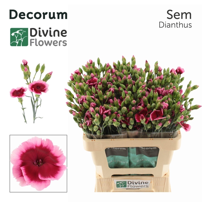 <h4>Dianthus TR 'Solomio Sem'</h4>