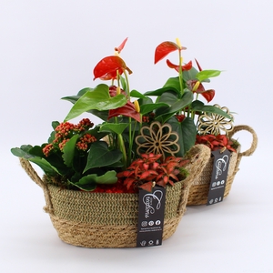 ANCR-2341 Anthurium creatie