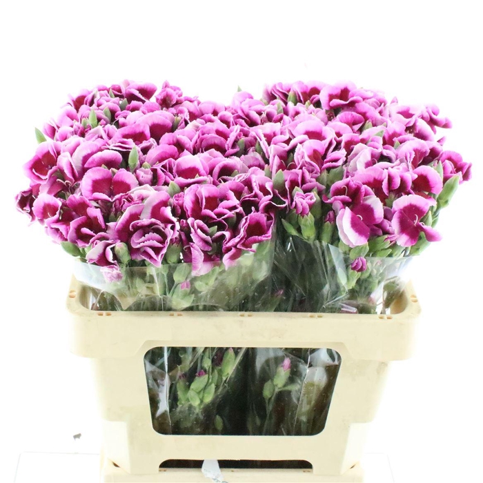<h4>Di Tr Simply Simply Vinaccia</h4>