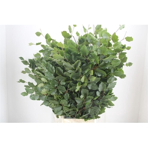 Beuk Naturel P Bunch