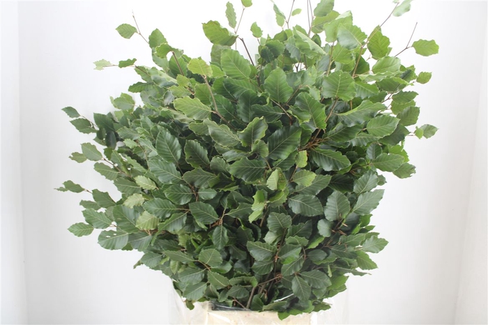 <h4>Beuk Naturel P Bunch</h4>