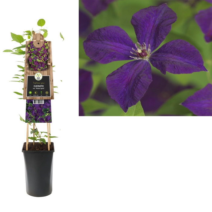 <h4>Clematis vit. 'Polish Spirit' +3.0 label</h4>
