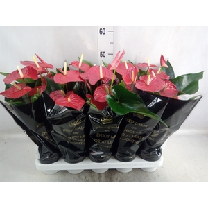 Anthurium andr. 'Royal Champion'