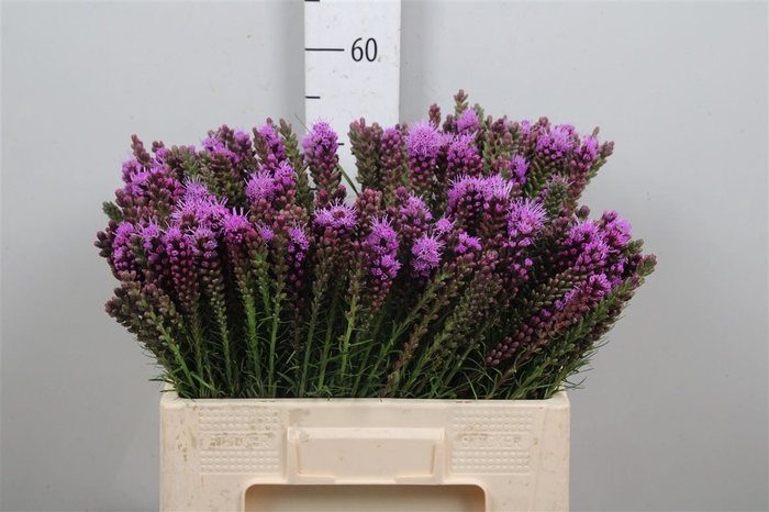 <h4>Liatris Spicata</h4>