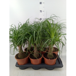 Beaucarnea recurvata