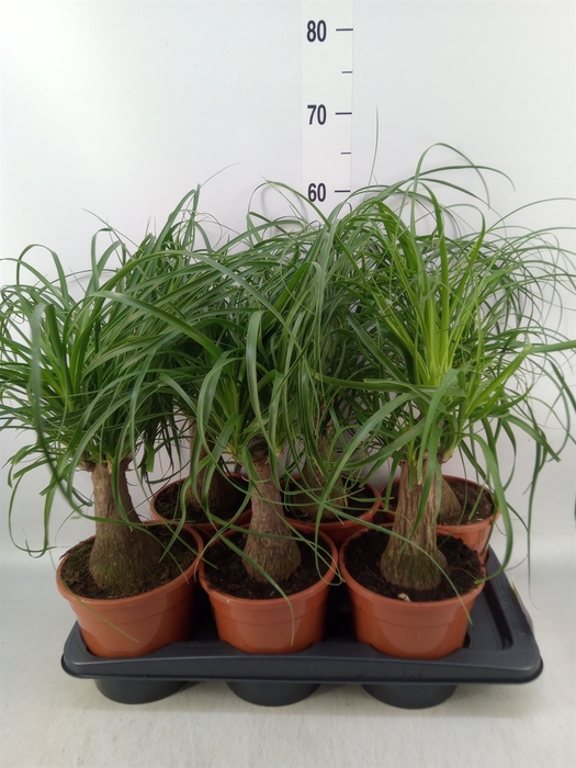 <h4>Beaucarnea recurvata</h4>