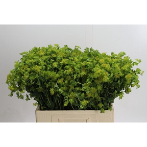 Bupleurum Griffithii