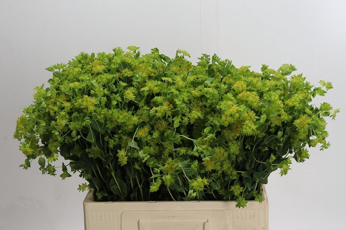 <h4>Bupleurum Griffithii</h4>