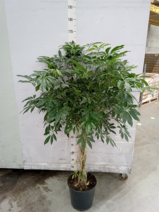 <h4>Schefflera arbor. 'Compacta'</h4>