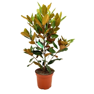 Magnolia Grandiflora 