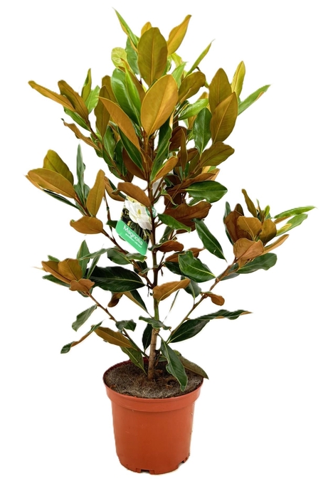 <h4>Magnolia Grandiflora "little gem"</h4>