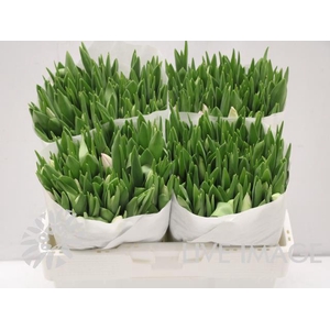 Tulipa si first class