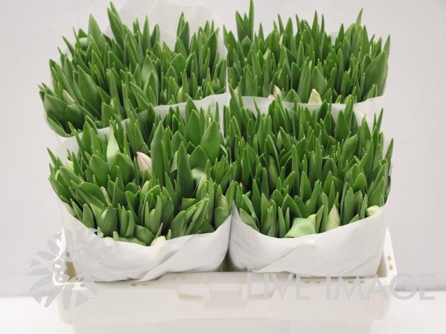 <h4>Tulipa si first class</h4>