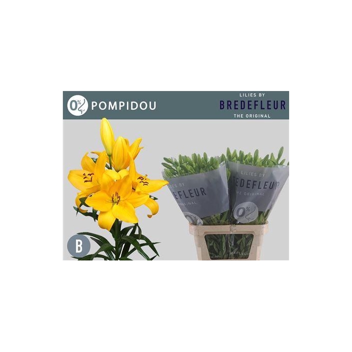 <h4>Li La Pompidou</h4>