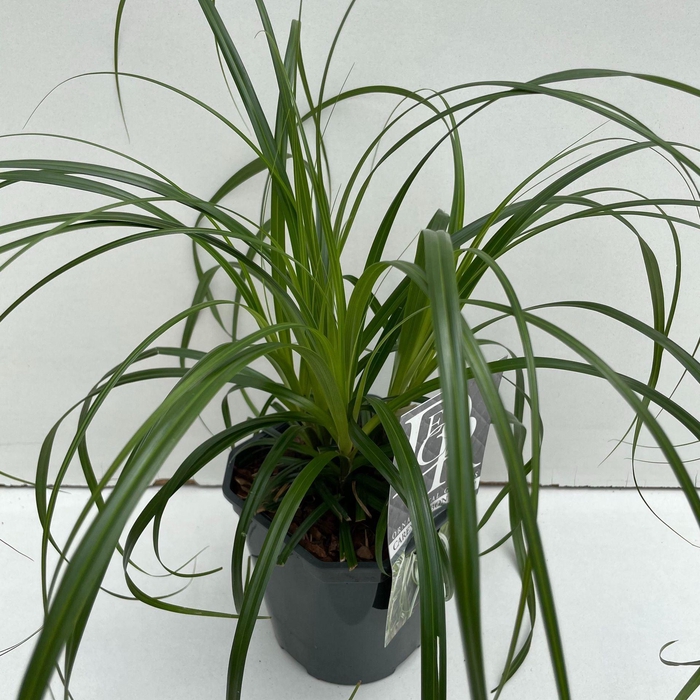 Carex oshimensis